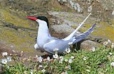 Arctic Tern